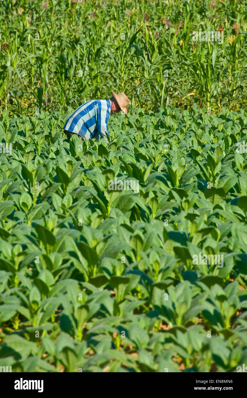 Vertical view of a farmer checking his tobacco crop in Vinales. Stock Photo