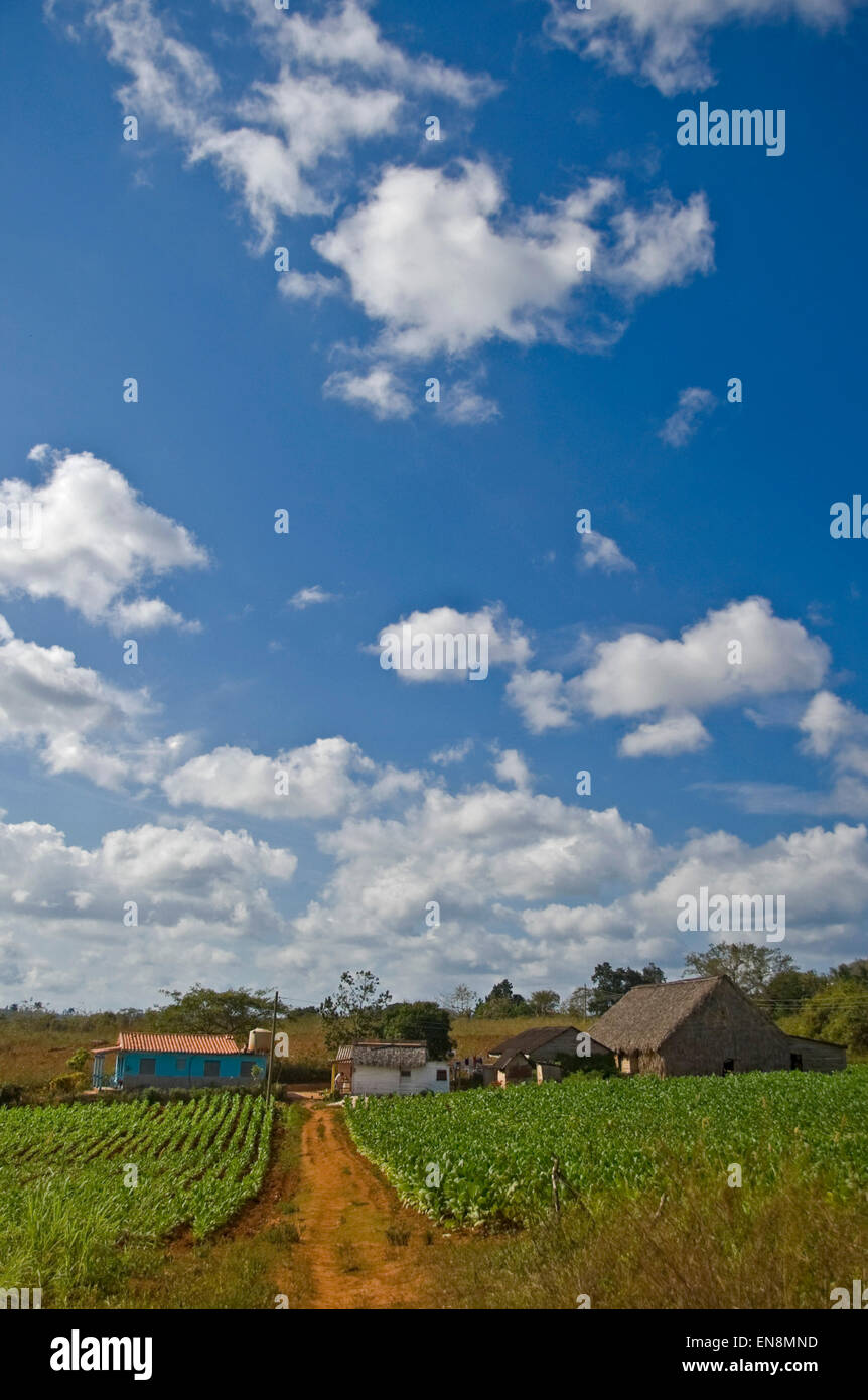 Vertical view of a tobacco plantation in Vinales. Stock Photo