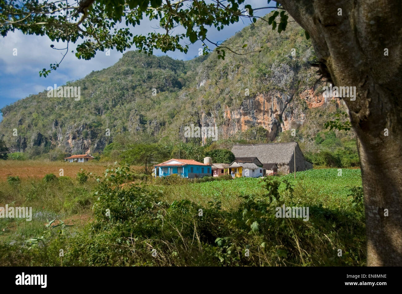 Horizontal view of a tobacco plantation in Vinales. Stock Photo