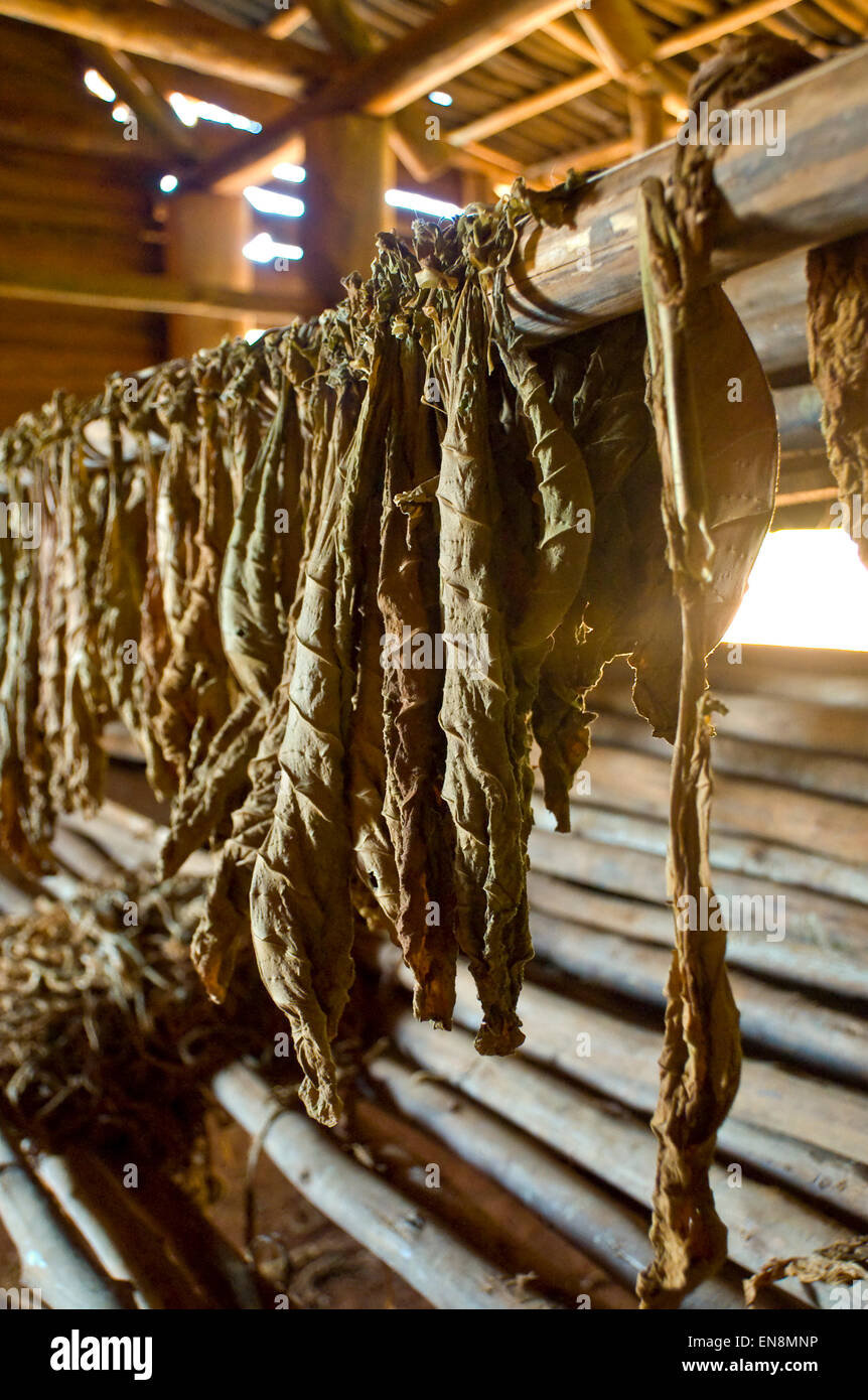 Vertical view inside a drying barn at a tobacco farm in Vinales. Stock Photo