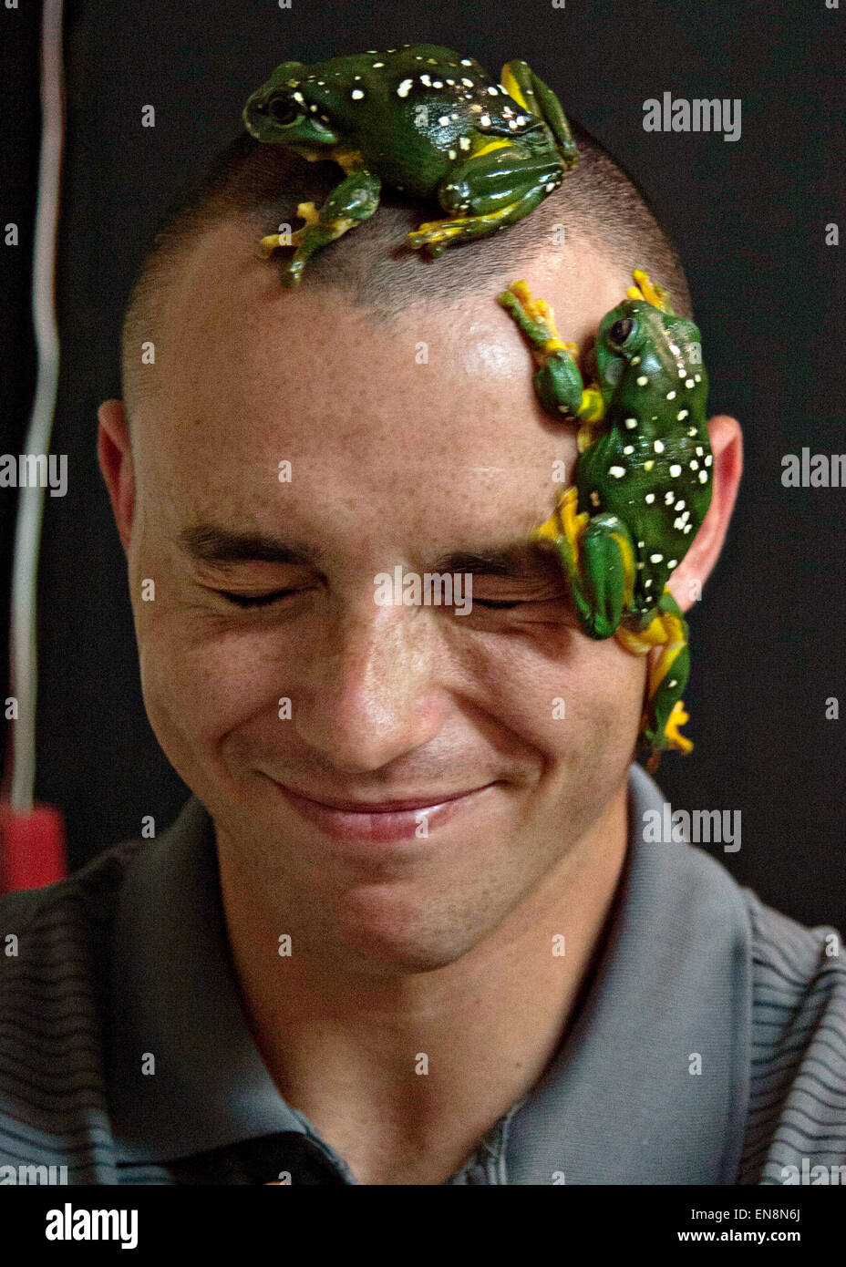 Berry Springs, Australia. 28th April, 2015. US Marine LCpl Chris Printy has Australian tree frogs climb on his head during a familiarization tour of the Northern Territory at Territory Wildlife Park April 28, 2015 in Berry Springs, Northern Territory, Australia. Credit:  Planetpix/Alamy Live News Stock Photo