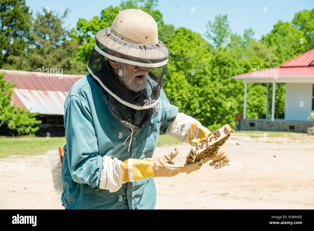 Beekeeper inspecting frames of a Langstroth bee hive as he checks for queen, workers, drones and active brood. Stock Photo