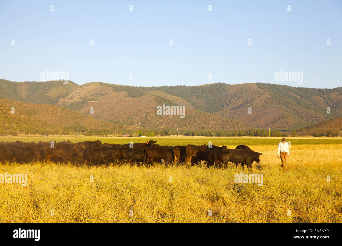 A heard of cattle follow a cowboy walking in a field. Stock Photo