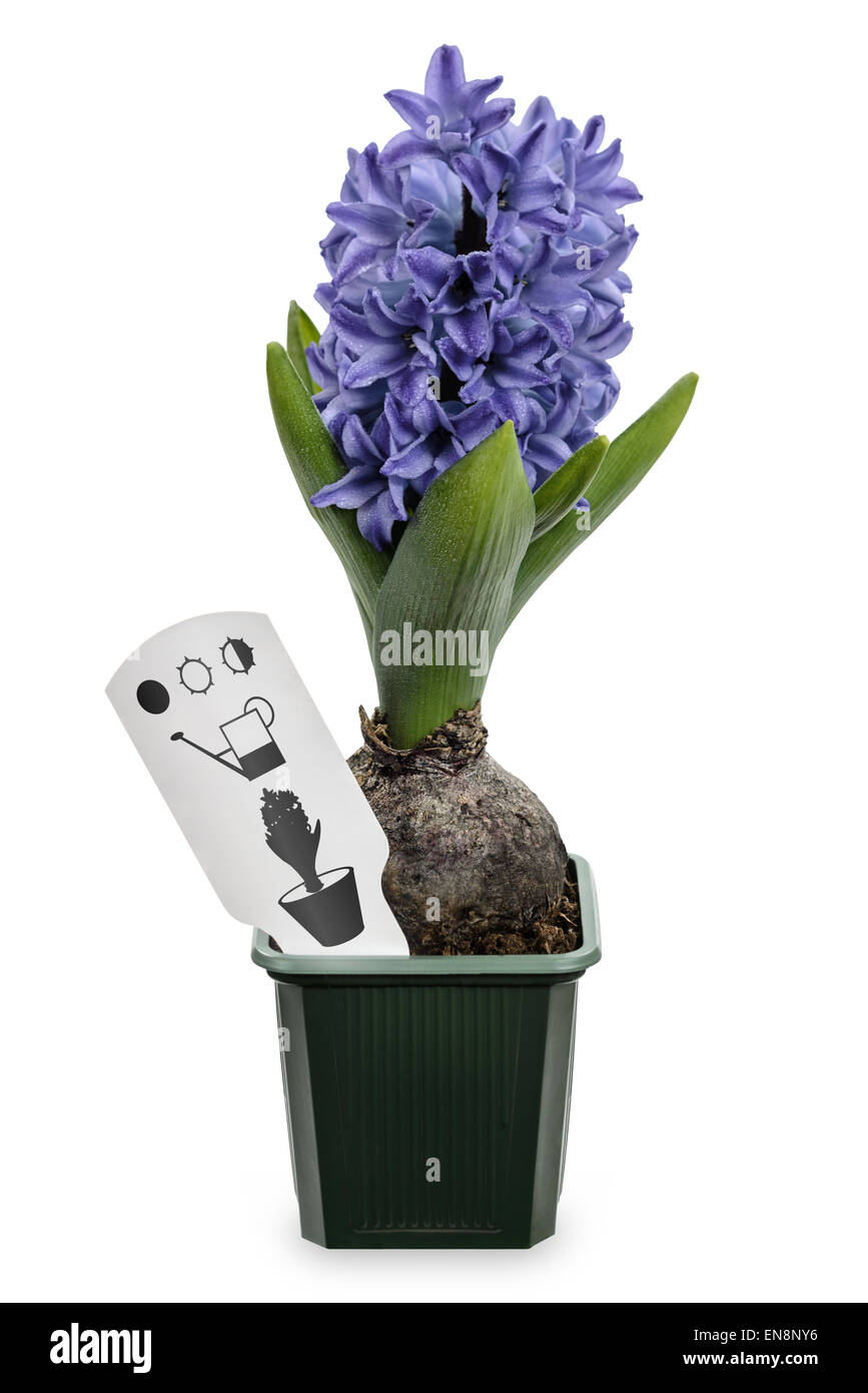 Hyacinth plant in flowerpot Stock Photo