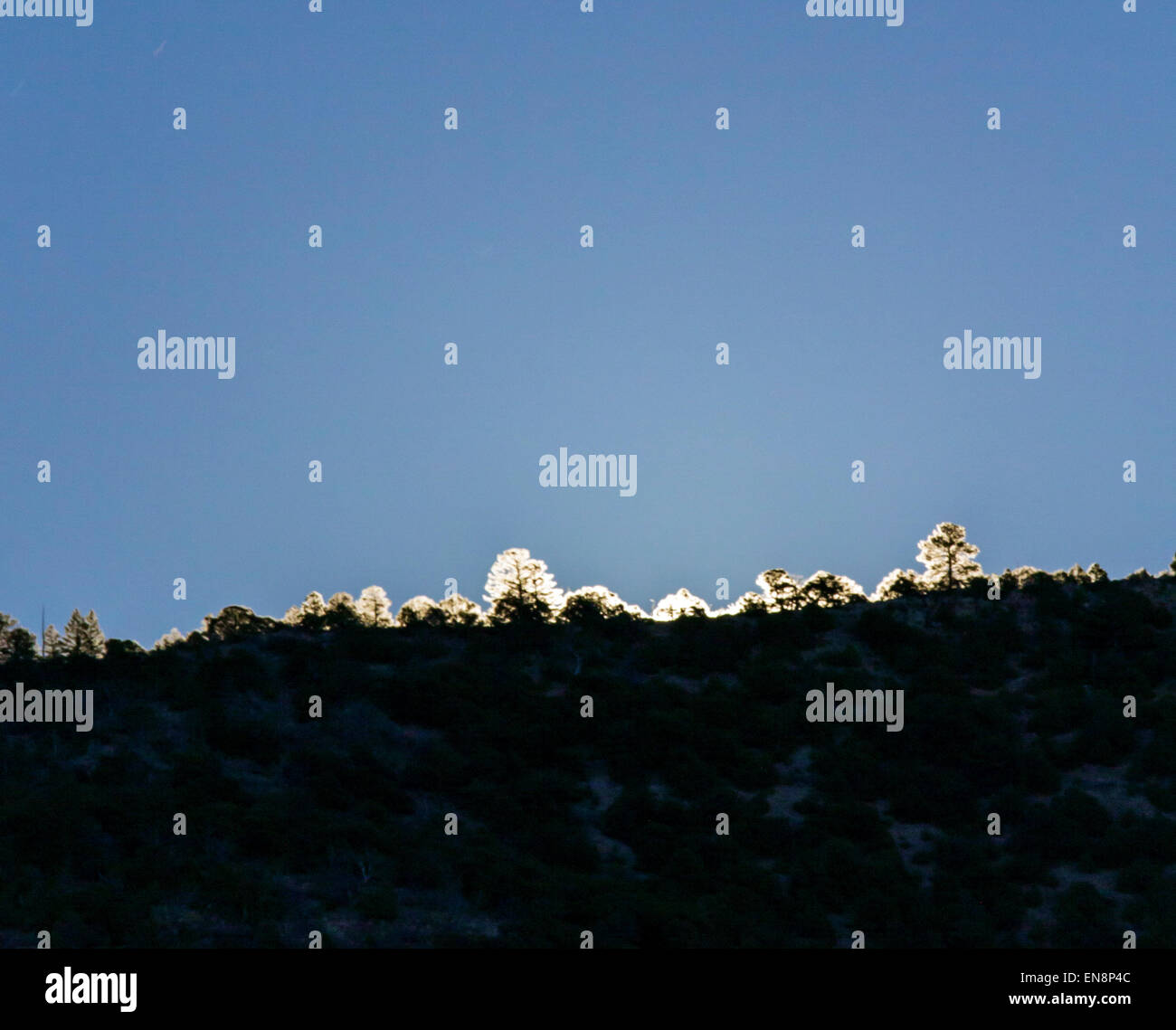 Full moon rising backlights trees, Rocky Mountains, Salida, Colorado, USA Stock Photo