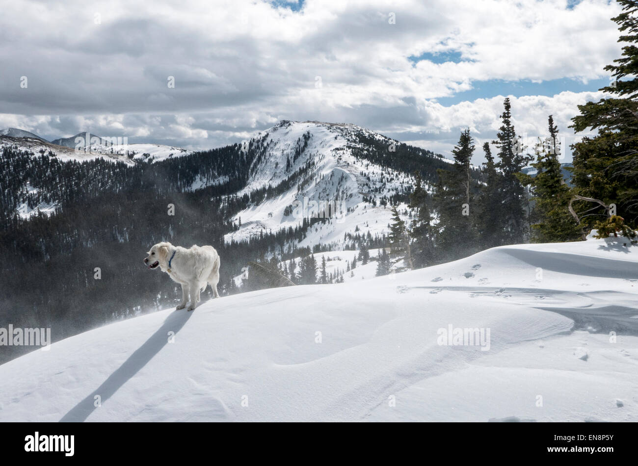 Platinum colored Golden Retriever dog playing in snow, Monarch Pass, Continental Divide, Colorado, USA Stock Photo