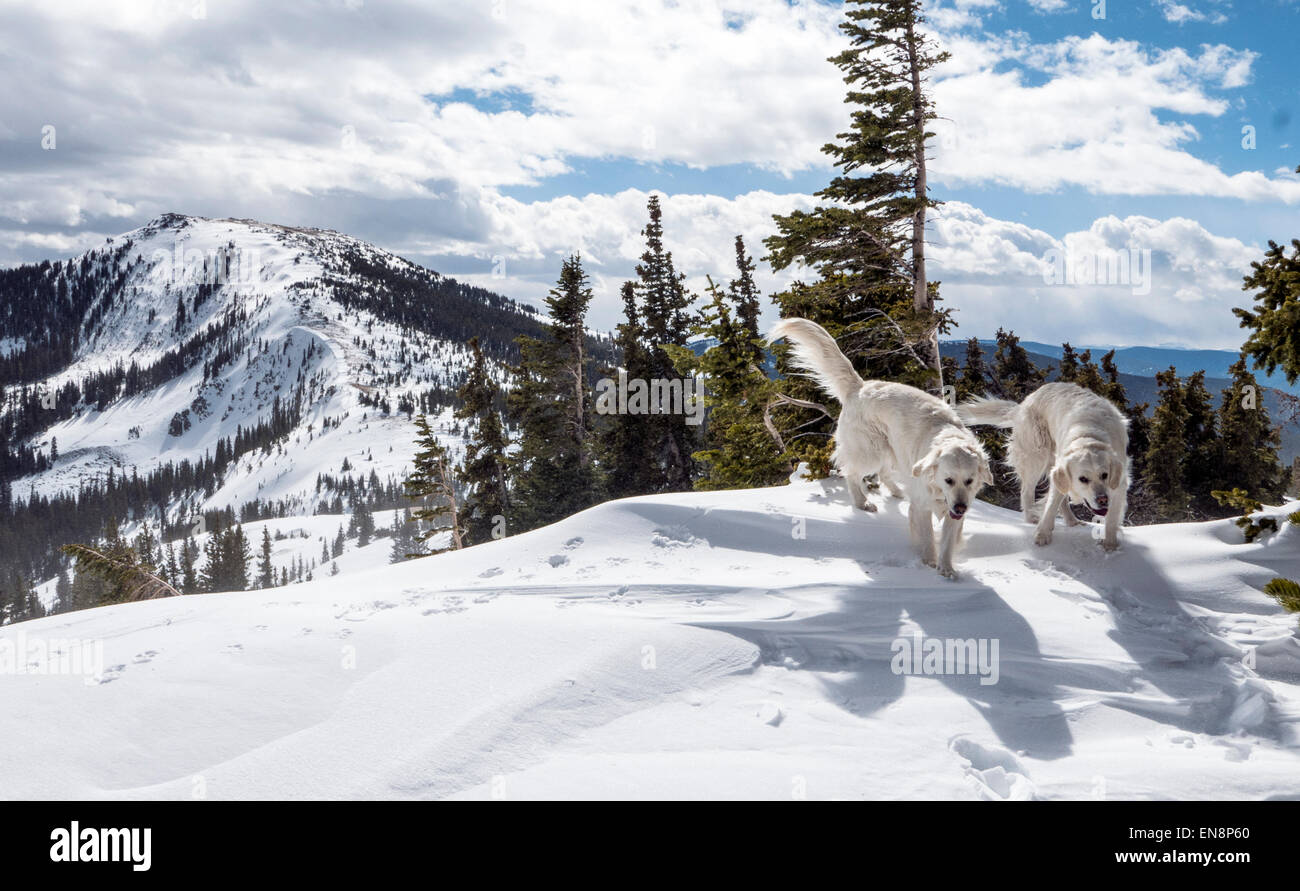 Platinum colored Golden Retriever dog playing in snow, Monarch Pass, Continental Divide, Colorado, USA Stock Photo