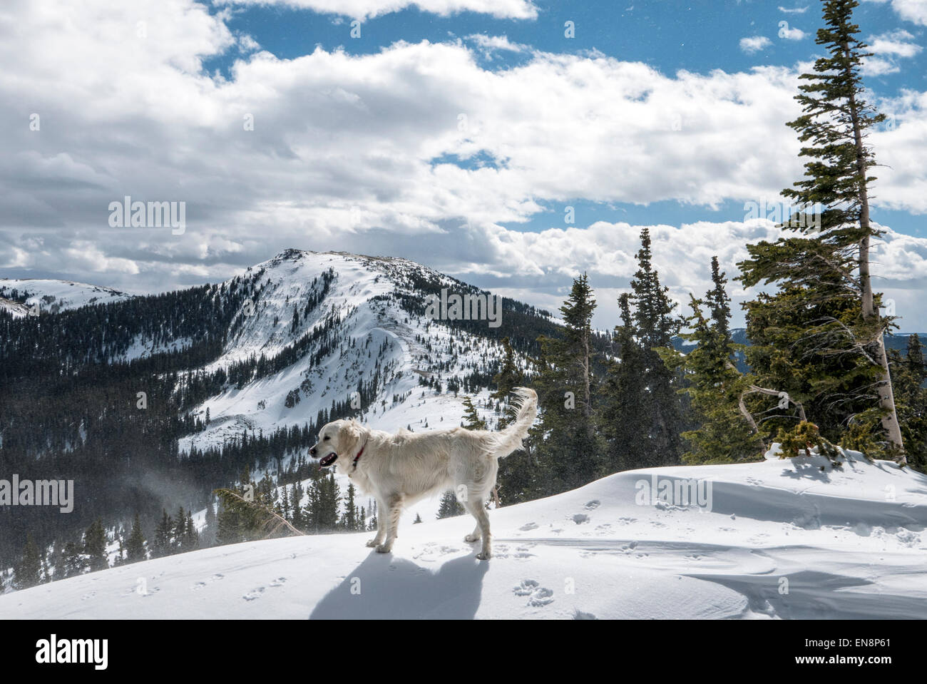 Platinum colored Golden Retriever dog playing in snow, Monarch Pass, Continental Divide, Colorado, USA Stock Photo