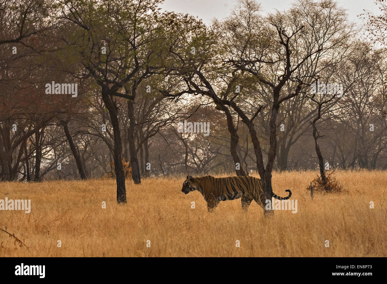 Wild tiger walking in the grasslands of the dry deciduous forests of
