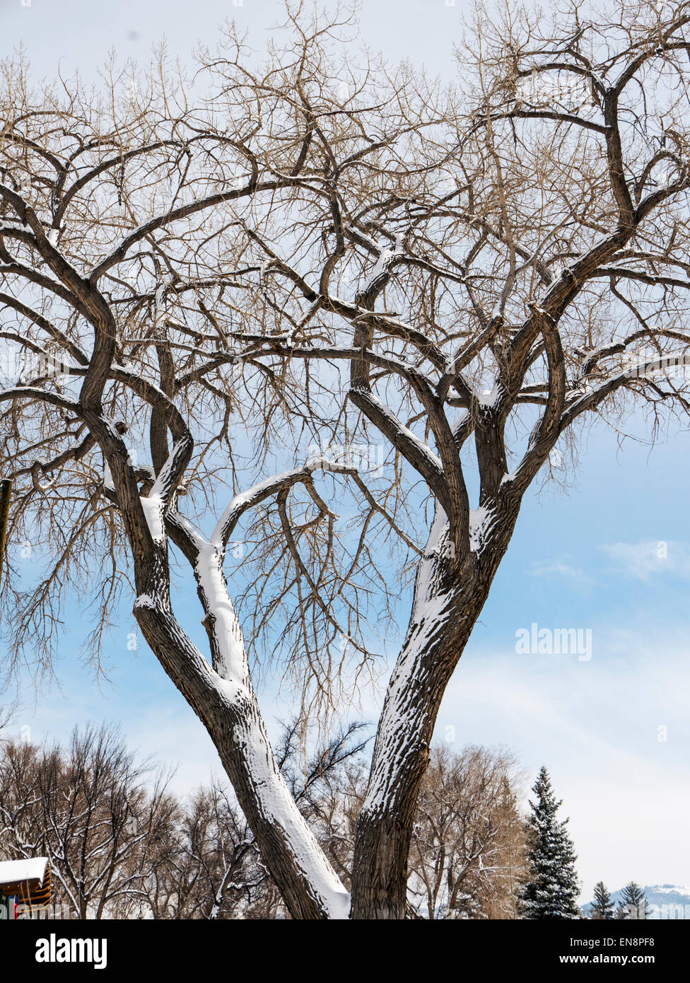 Cottonwood tree winter hires stock photography and images Alamy