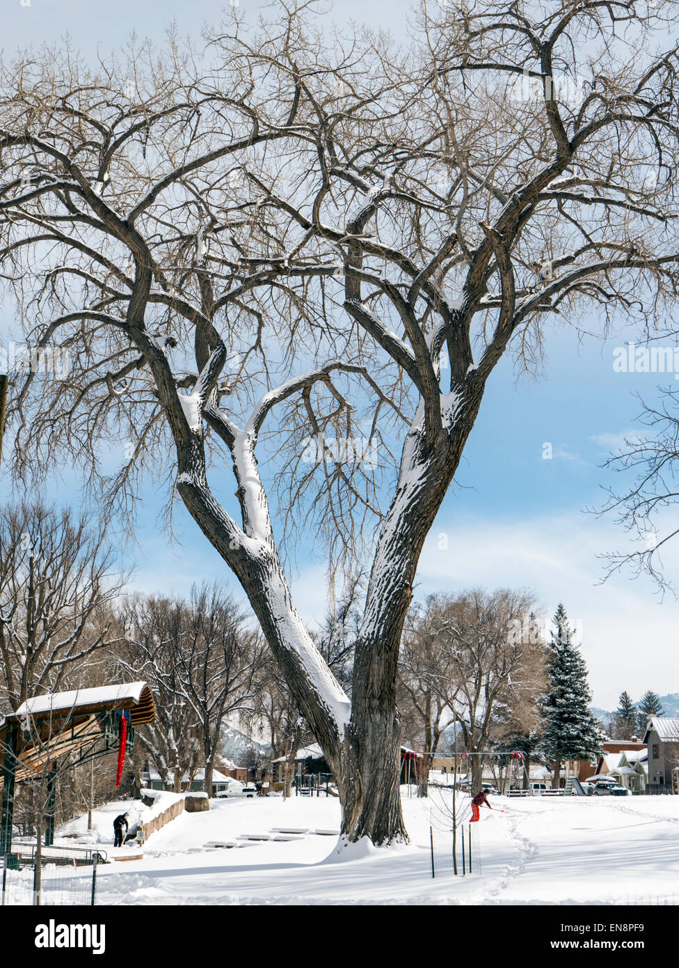 Cottonwood tree winter hires stock photography and images Alamy