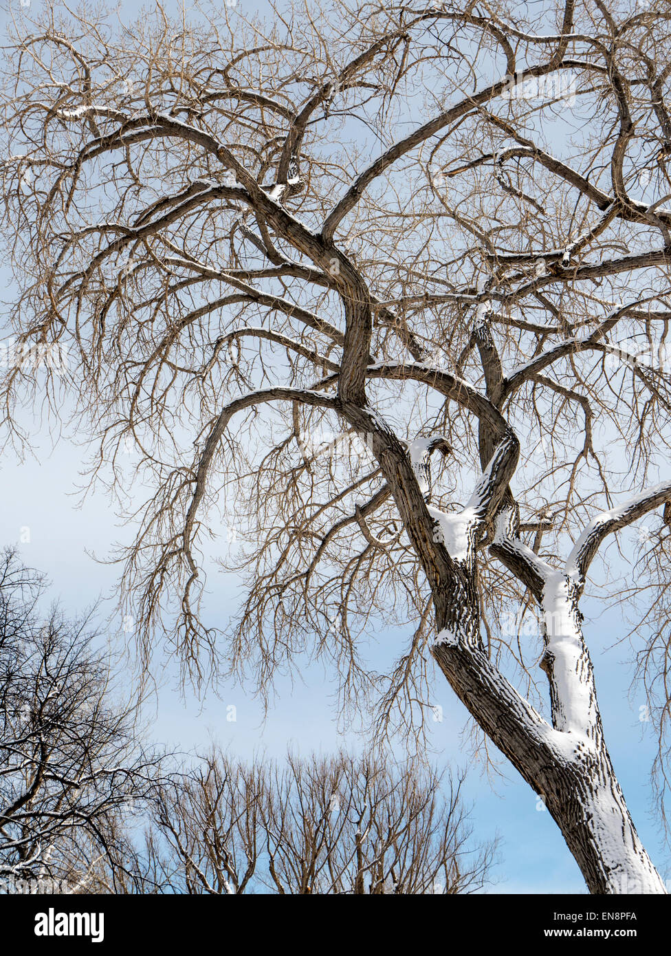 Cottonwood tree winter hires stock photography and images Alamy