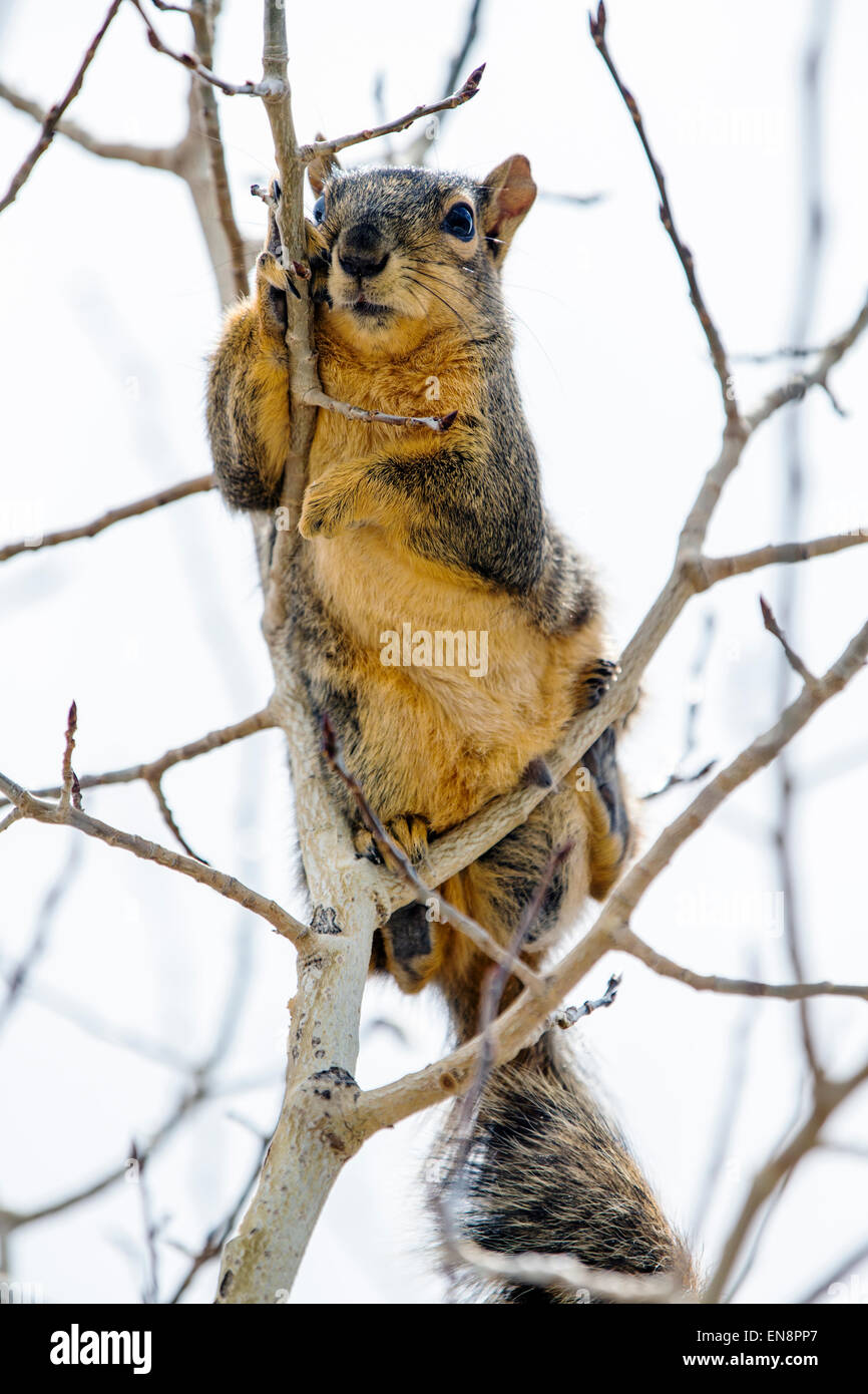 Fox Squirrel (Sciurus niger) in Aspen tree, Central Colorado, USA Stock Photo
