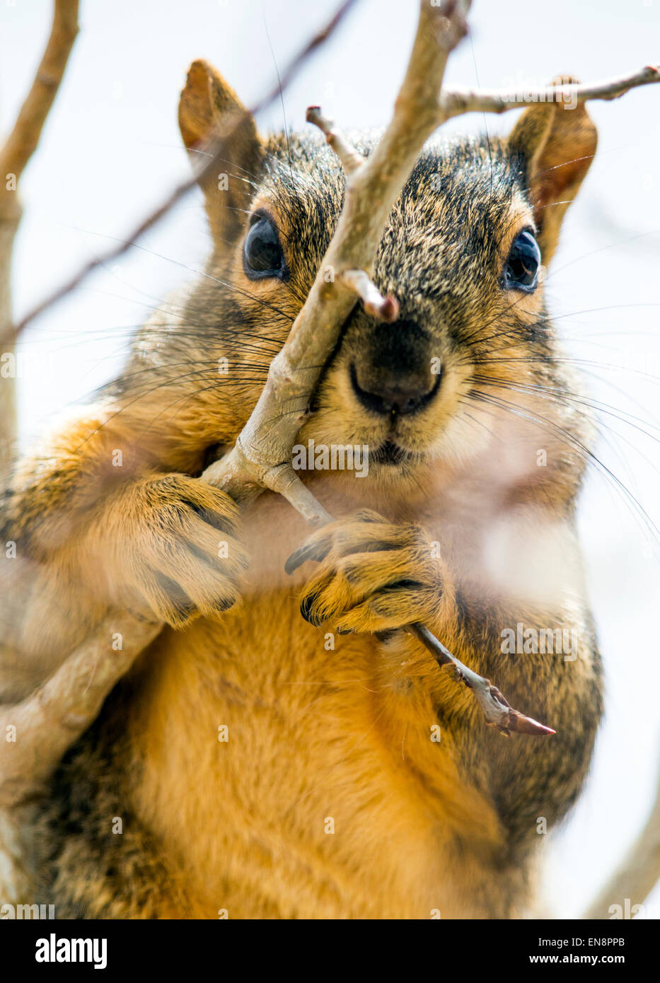 Fox Squirrel (Sciurus niger) in Aspen tree, Central Colorado, USA Stock Photo