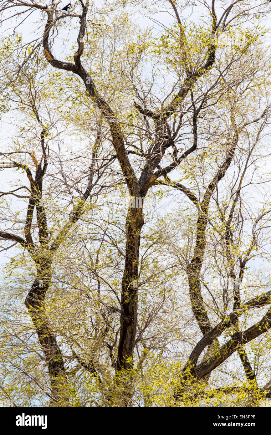 Cottonwood trees leafing out in spring Stock Photo