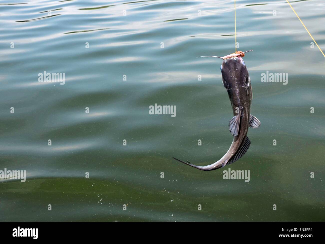 Wild freshwater catfish on fishing line Stock Photo - Alamy