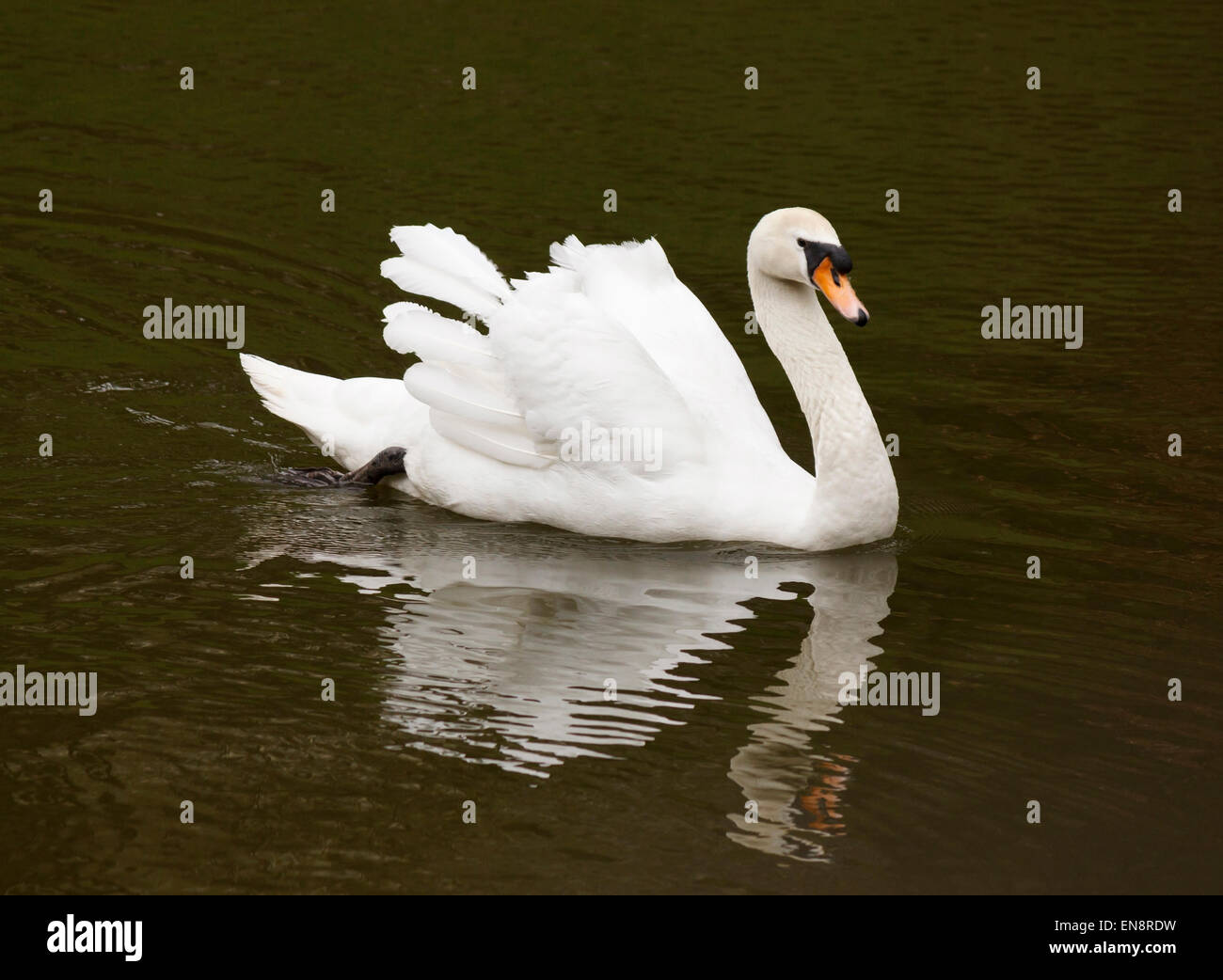 white swan swimming in a lake Stock Photo