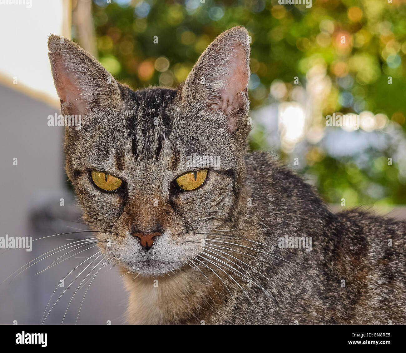 Close Up Face Of Cat. Upset Or Angry Mood Mode. Vintage Tone Filter Color  Style. Stock Photo, Picture and Royalty Free Image. Image 67988424.