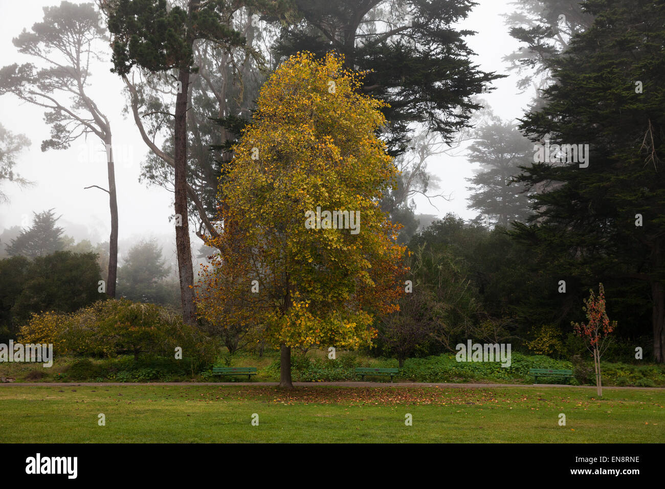 A tree whose leaves have turned golden brown on a foggy autumn day in the park with evergreens trees in the background. Stock Photo