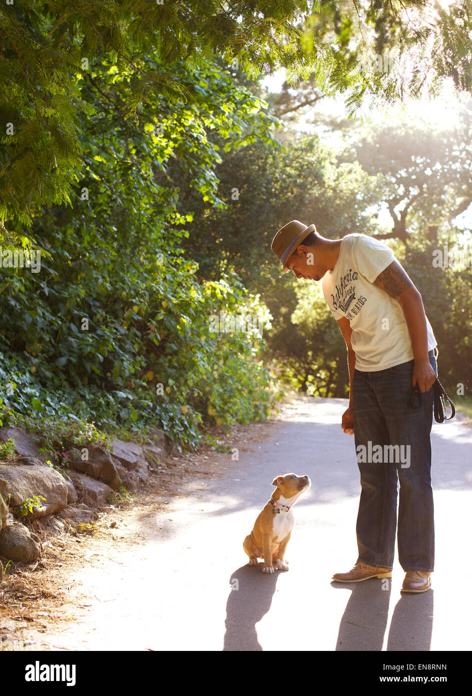 A young tan colored pit bull sits on the ground looking up at his owner on a sunny path in the park. Stock Photo