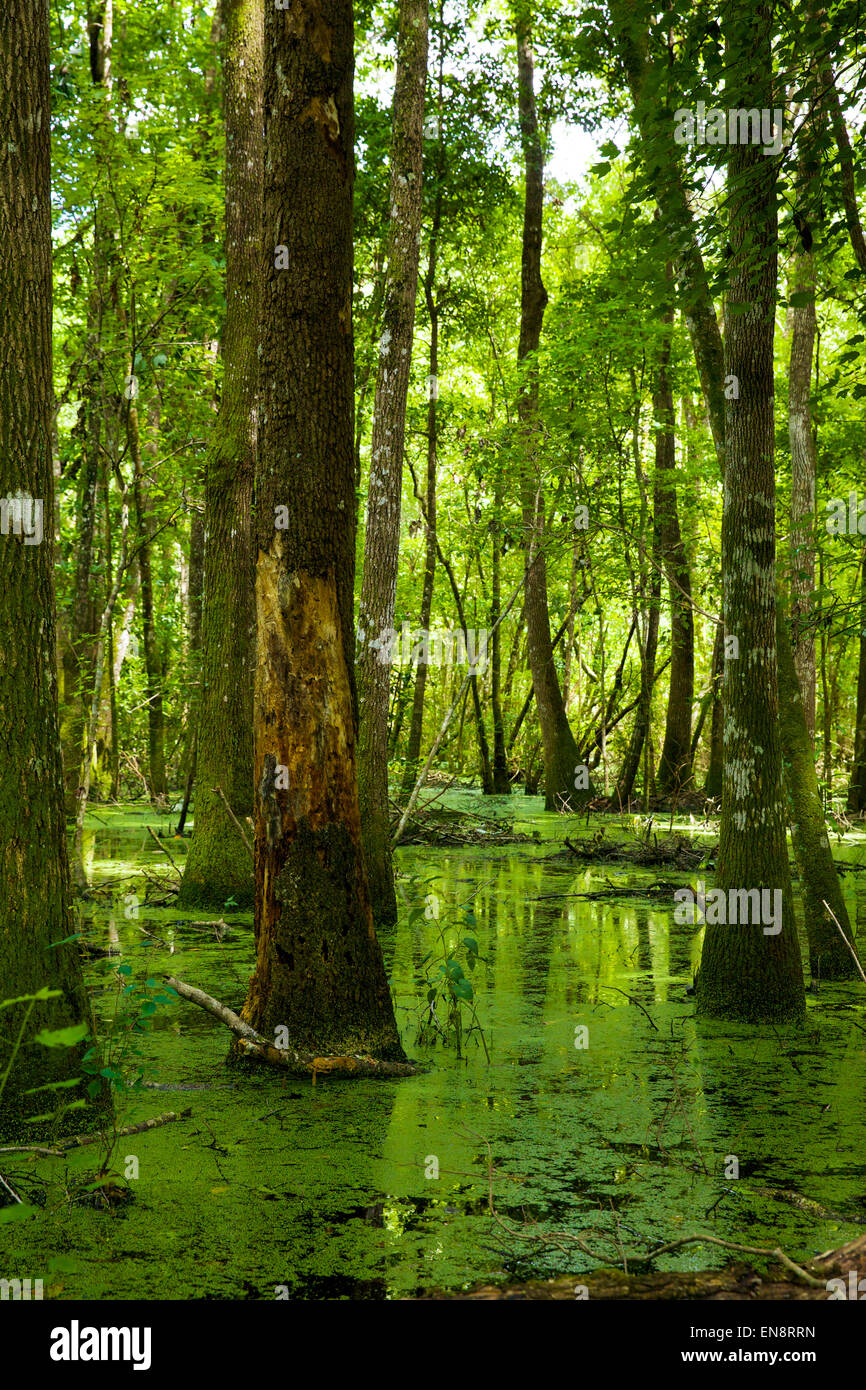 A bright green Florida Swamp in the afternoon sunlight. Stock Photo