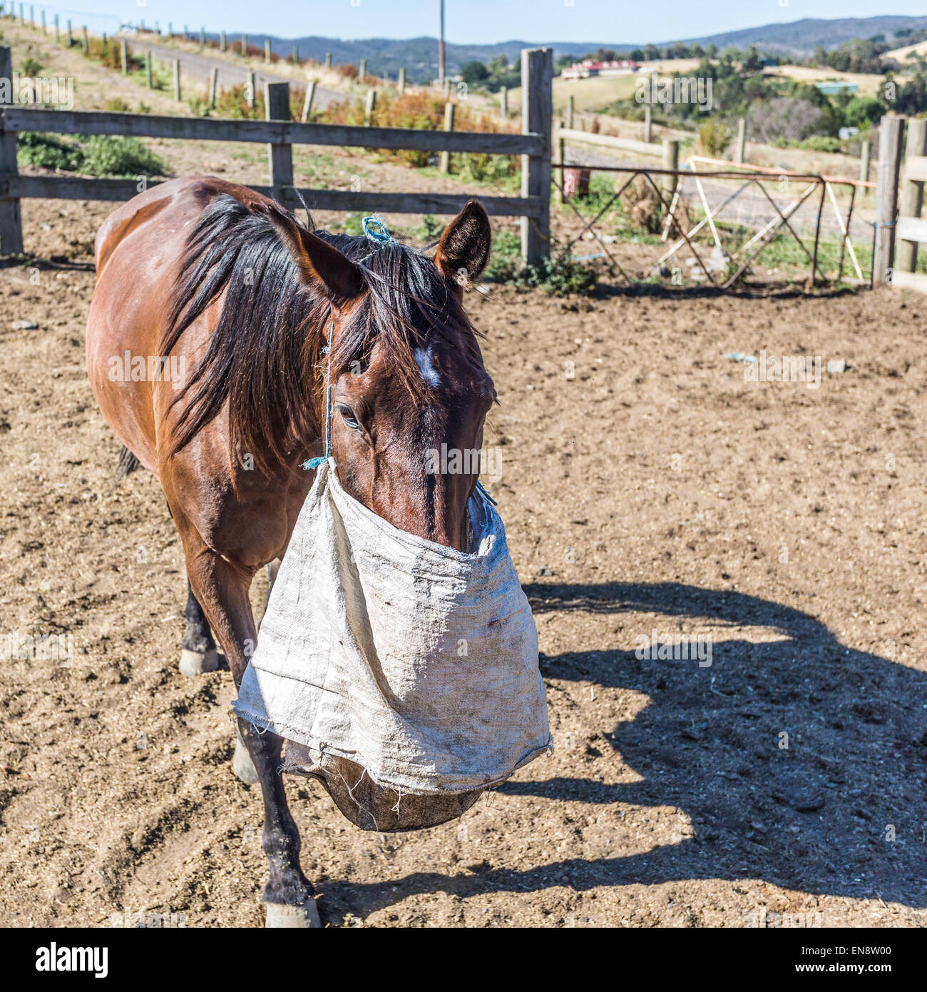 Horse feed bag hi-res stock photography and images - Alamy