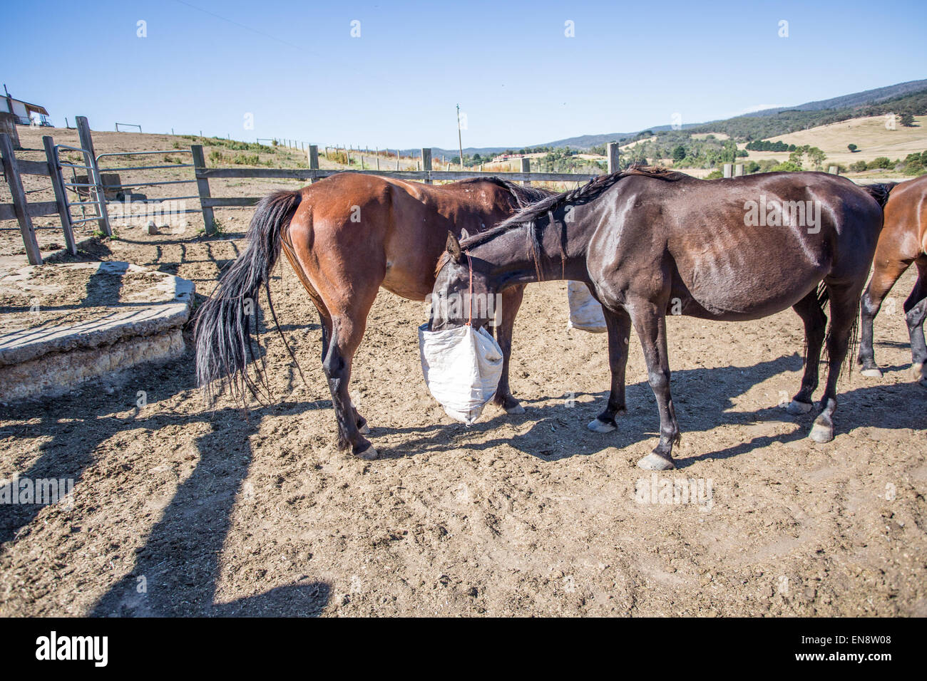 Horses feed from chaff bags Stock Photo Alamy