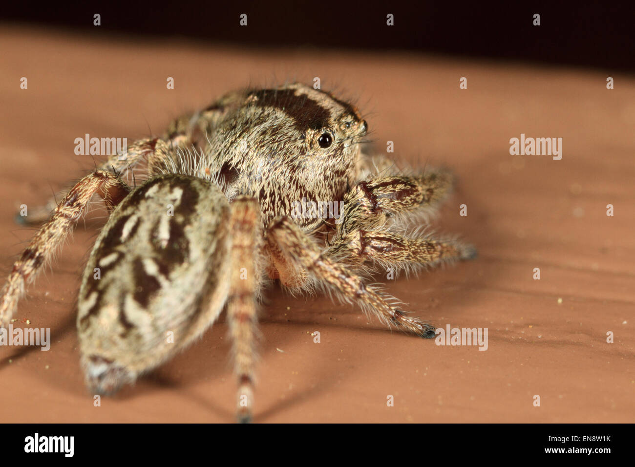 Jumping Spider (Phidippus clarus) Stock Photo