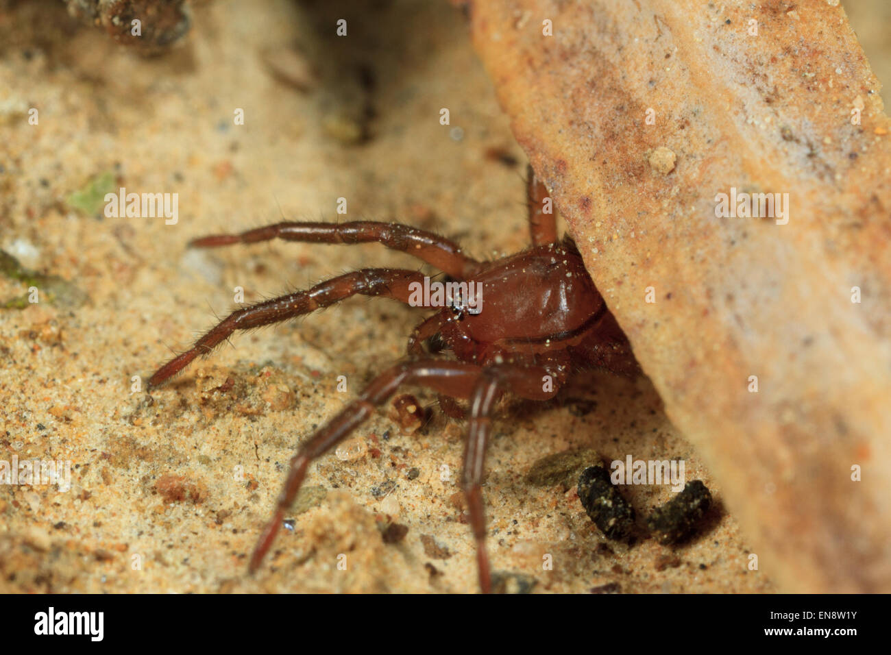 Small ground spider hiding beneath a leaf Stock Photo Alamy