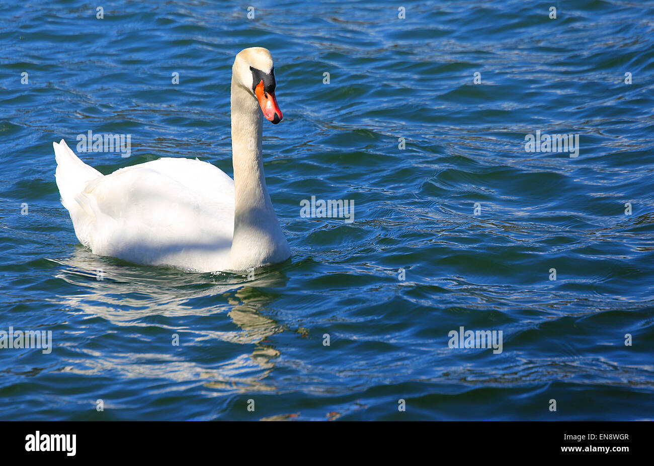 beautiful White Swan swimming in the clear water of the pond Stock ...