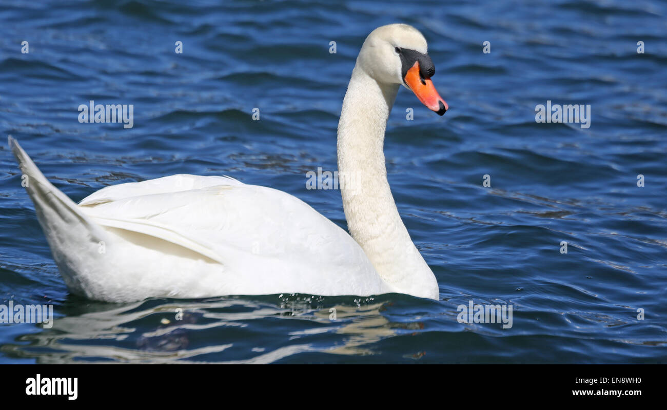 beautiful White Swan swimming in the clear water of the lake Stock ...