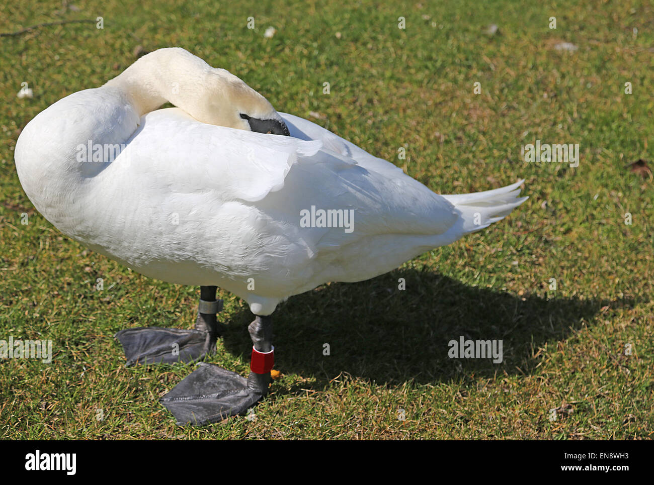 fearful Mute Swan hides the head between the white feathers Stock Photo