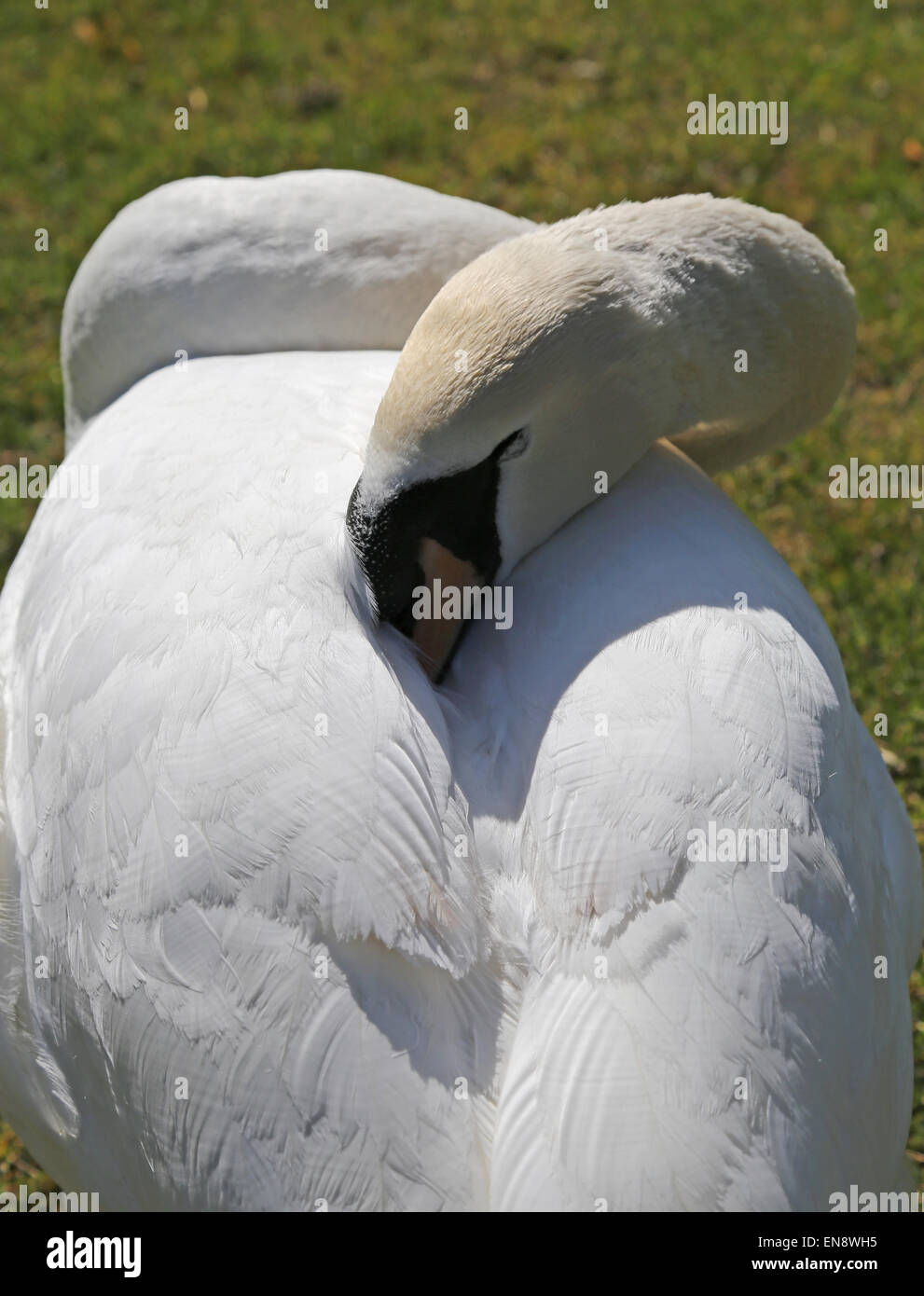 fearful Swan hides the head between the white feathers Stock Photo