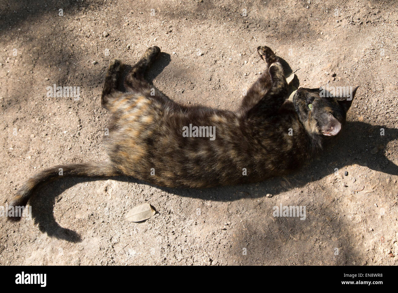 Stray cat rescued by and living at Sandos Caracol Eco Resort Stock Photo