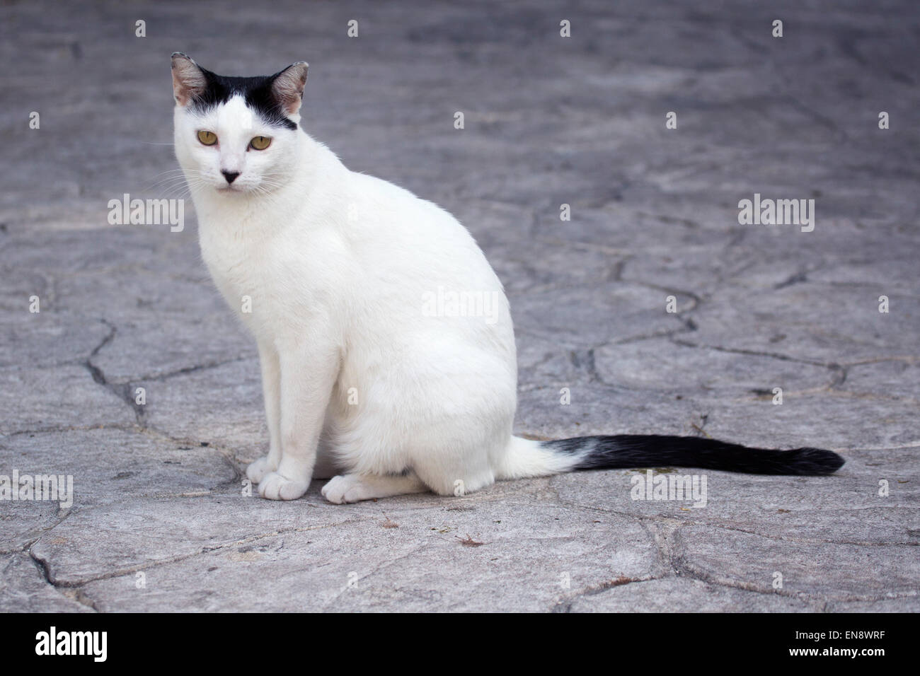 Domestic cat rescued by and living at Sandos Caracol Eco Resort Stock Photo