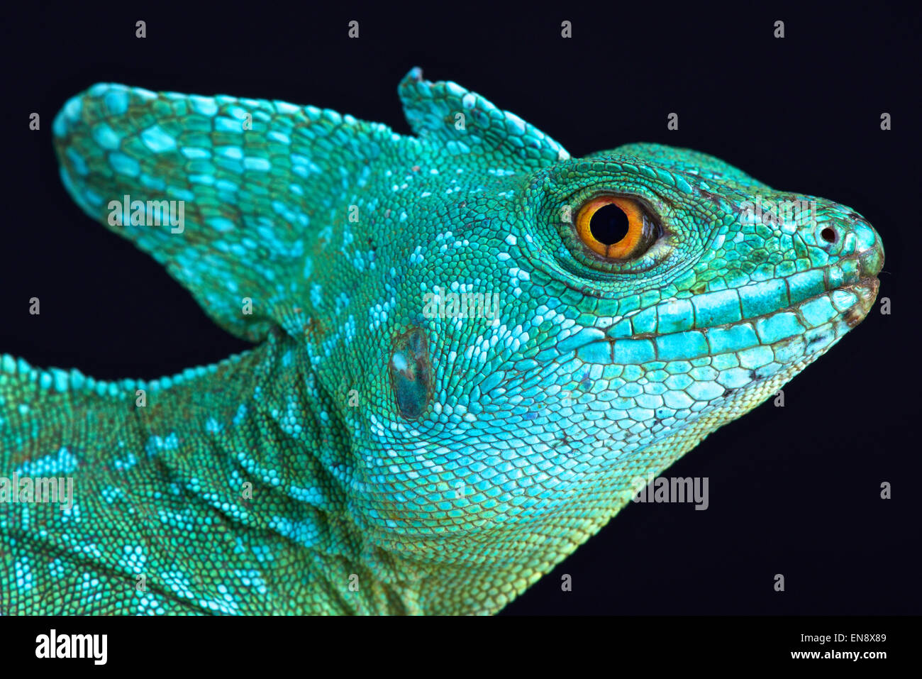 Plumed basilisk (Basiliscus plumifrons Stock Photo Alamy