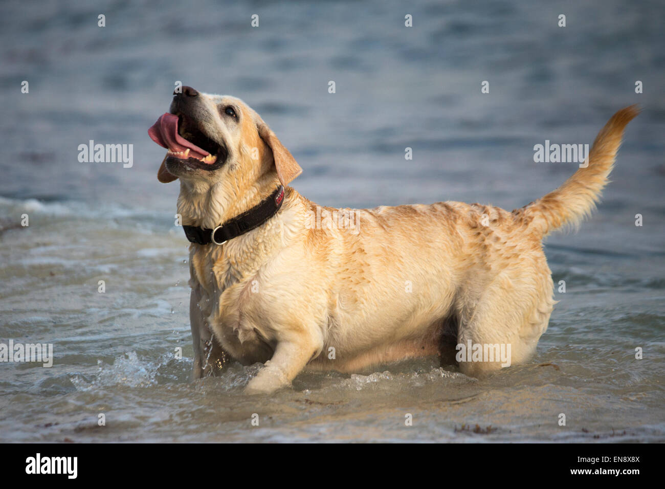 Dog playing in ocean Stock Photo Alamy