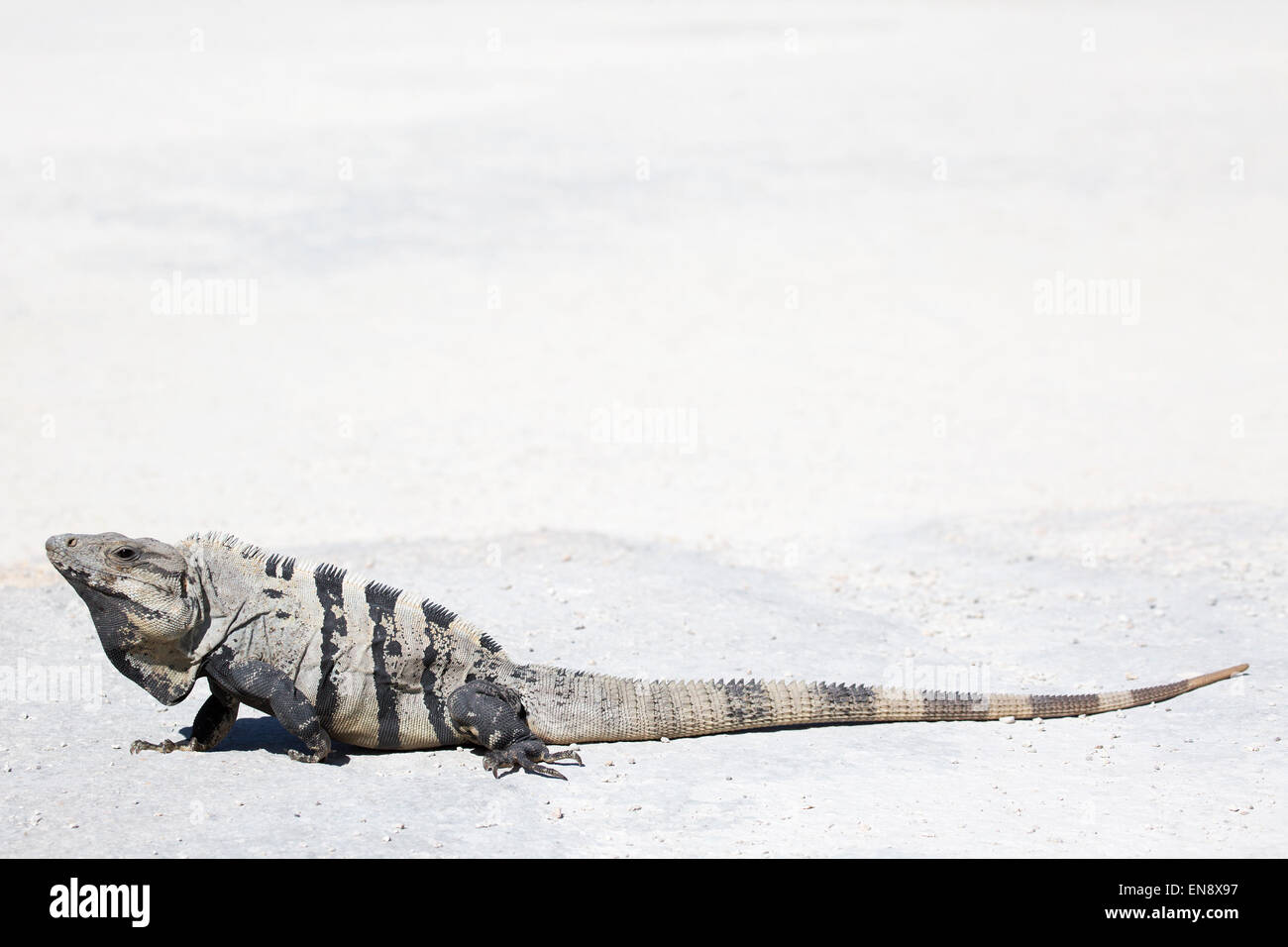 Black Spiny-tailed Iguana (Ctenosaura similis) at Sandos Caracol Eco Resort on the Yucatan peninsula Stock Photo