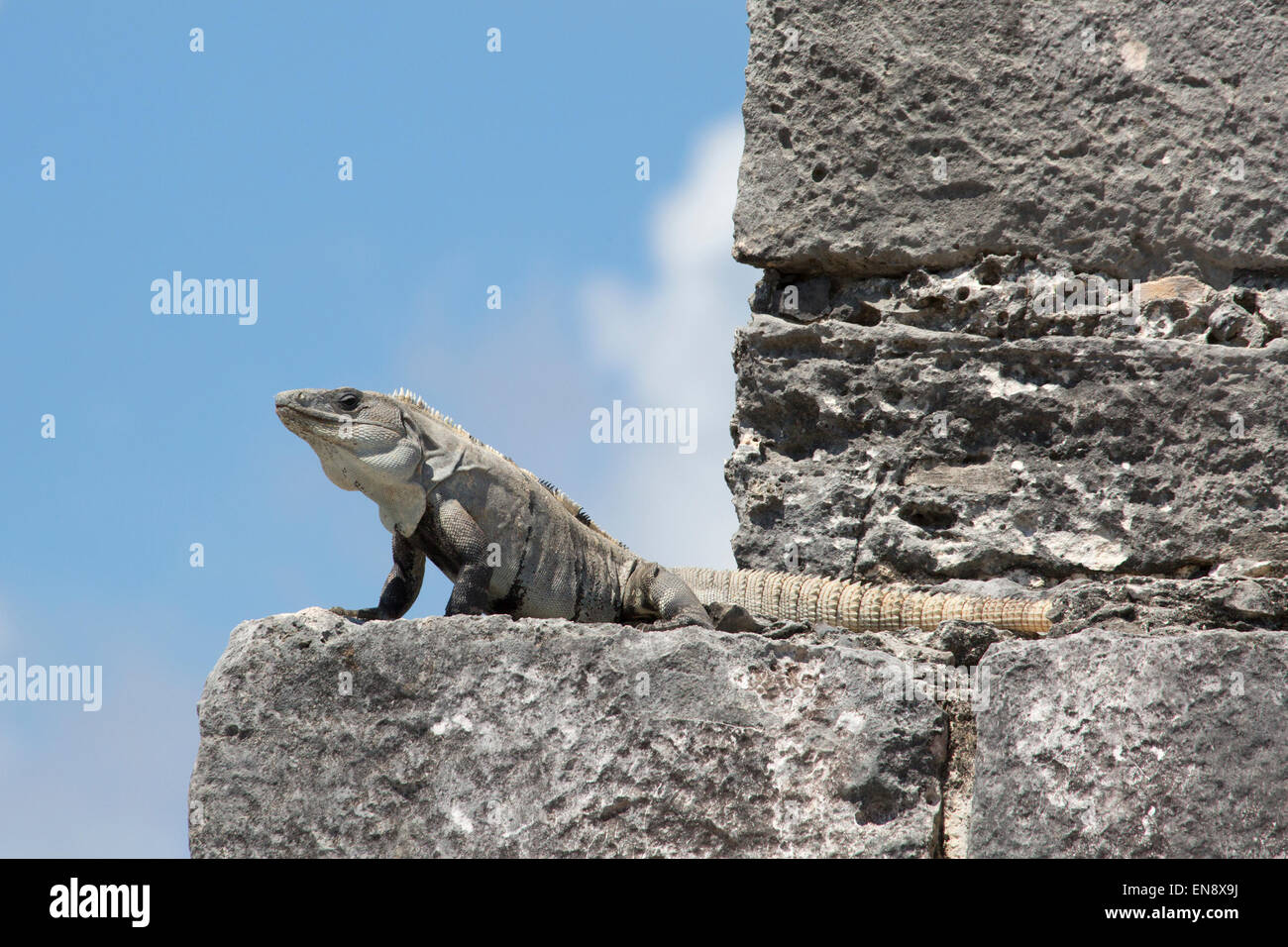 Black Spiny-tailed Iguana (Ctenosaura similis) basking on a stone ledge in Tulum, a Pre-Columbian Mayan archaeological site in the Yucatan peninsula Stock Photo