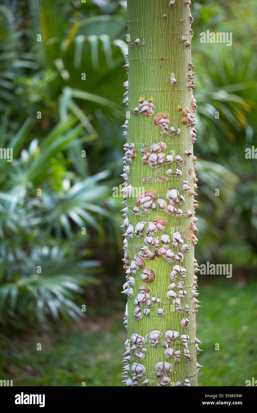 Young Ceiba tree trunk with thorns, Sandos Caracol Eco Resort Stock Photo