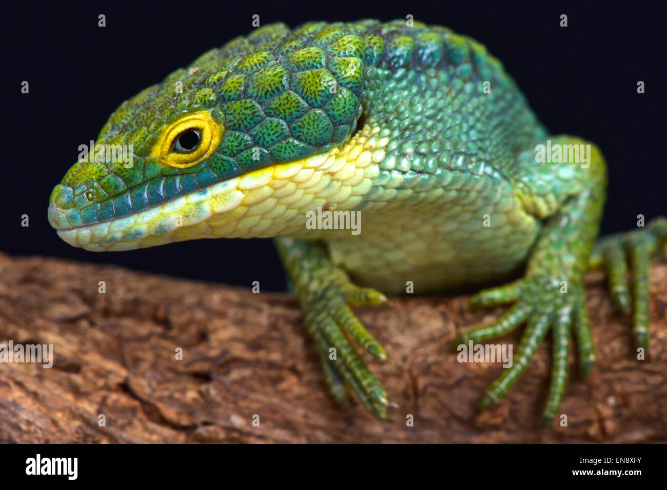Arboreal alligator lizard (Abronia graminea) Stock Photo