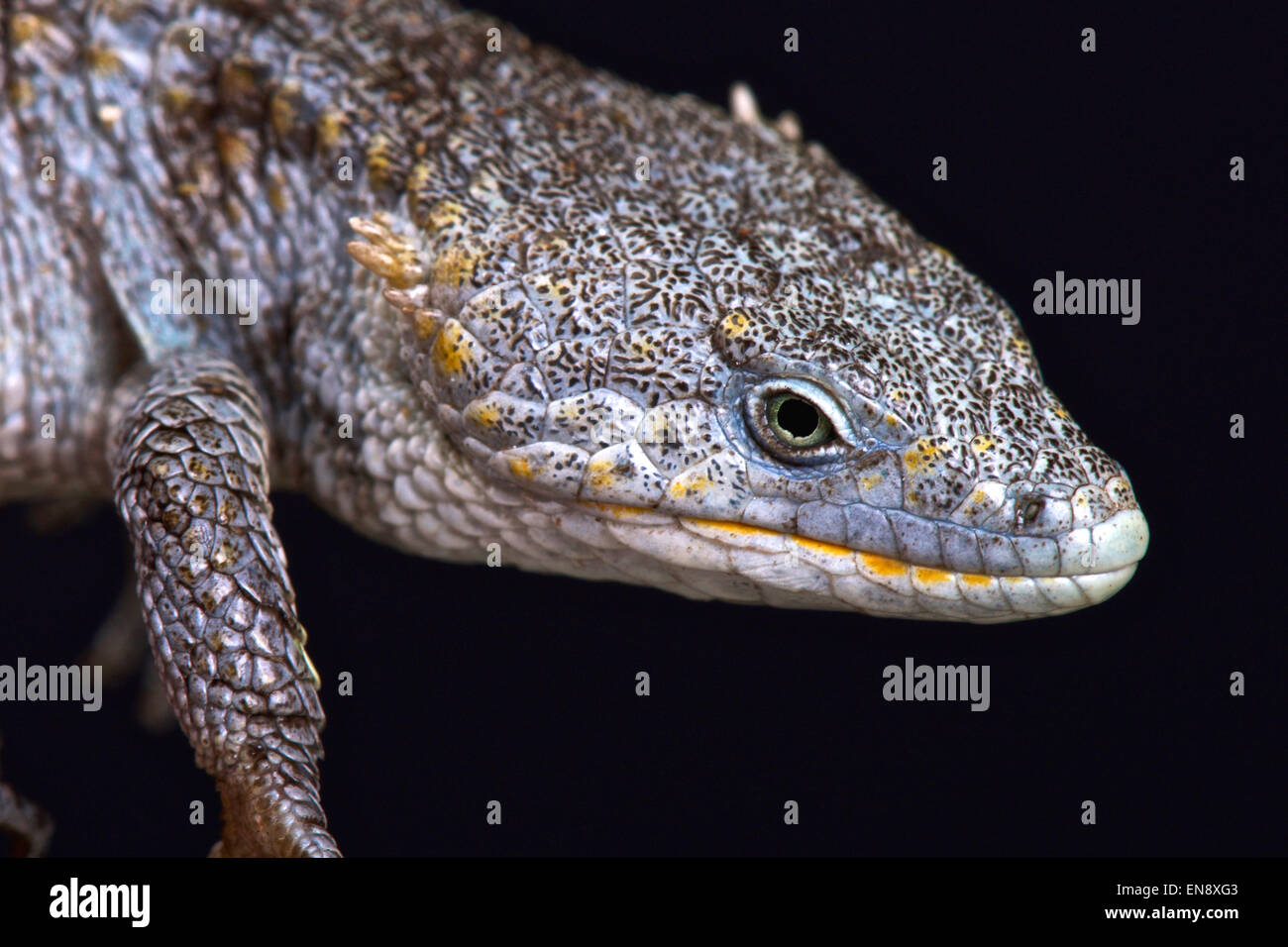 Arboreal alligator lizard (Abronia lytrochila) Stock Photo