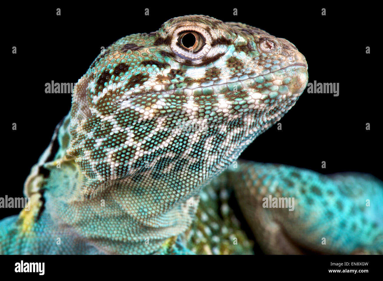 Collared lizard (Crotaphytus collaris) Stock Photo