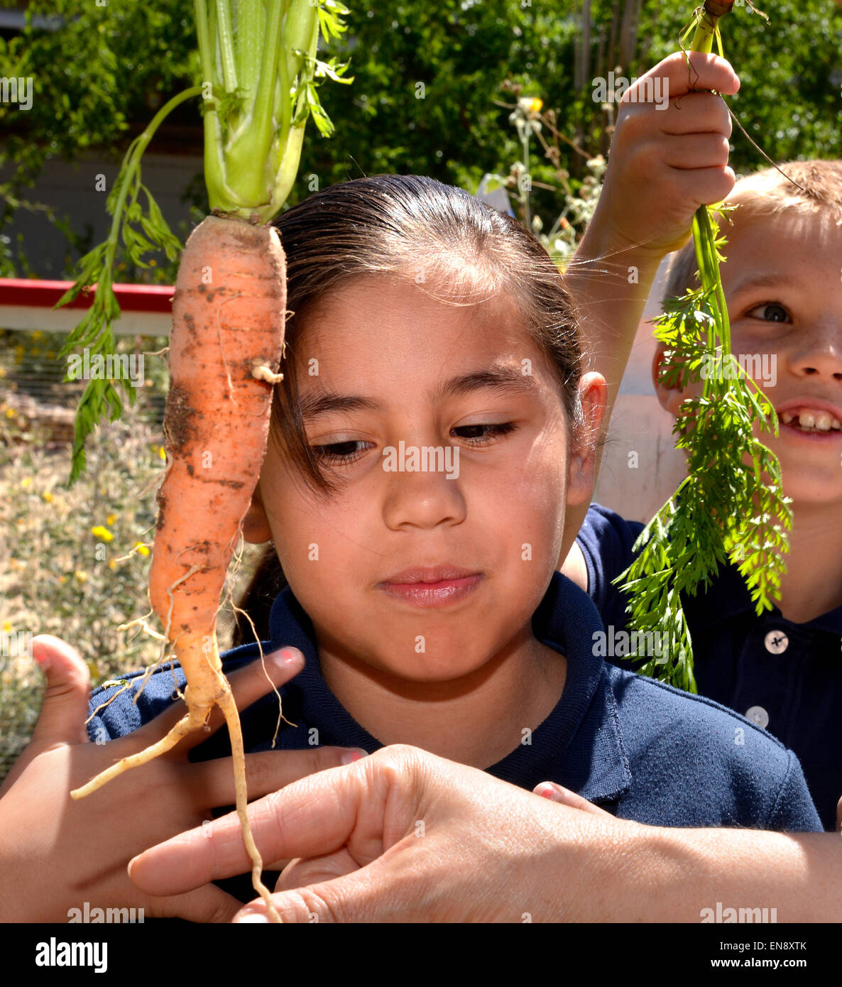 Tucson, Arizona, USA. 29 April, 2015: Second-grader, Valeria Gaona, 8, harvests an organic carrot from the garden at Manzo Elementary School, Tucson, Arizona, USA.  The school was the first in TUSD to be certified for garden to cafeteria food consumption and first in the state of Arizona for rainwater harvesting and composting. The  garden projects in the district work with internationally known Biosphere2 and the University of Arizona. The garden was built in conjunction with the National Park Foundation's First Bloom program. Credit:  Norma Jean Gargasz/Alamy Live News Stock Photo