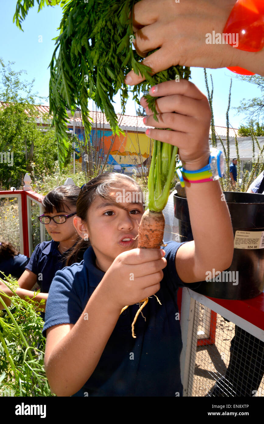 Tucson, Arizona, USA. 29 April, 2015: Second-grader, Valeria Gaona, 8, harvests an organic carrot from the garden at Manzo Elementary School, Tucson, Arizona, USA.  The school was the first in TUSD to be certified for garden to cafeteria food consumption and first in the state of Arizona for rainwater harvesting and composting. The  garden projects in the district work with internationally known Biosphere2 and the University of Arizona. The garden was built in conjunction with the National Park Foundation's First Bloom program. Credit:  Norma Jean Gargasz/Alamy Live News Stock Photo
