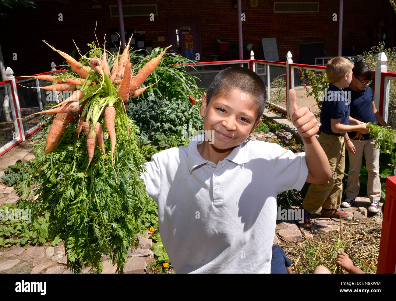 Tucson, Arizona, USA. 29 April, 2015: Jose Nunez, 9, harvests organic carrots from the garden at Manzo Elementary School, Tucson, Arizona, USA.  The school was the first in TUSD to be certified for garden to cafeteria food consumption and first in the state of Arizona for rainwater harvesting and composting. The  garden projects in the district work with internationally known Biosphere2 and the University of Arizona. The garden was built in conjunction with the National Park Foundation's First Bloom program. Credit:  Norma Jean Gargasz/Alamy Live News Stock Photo