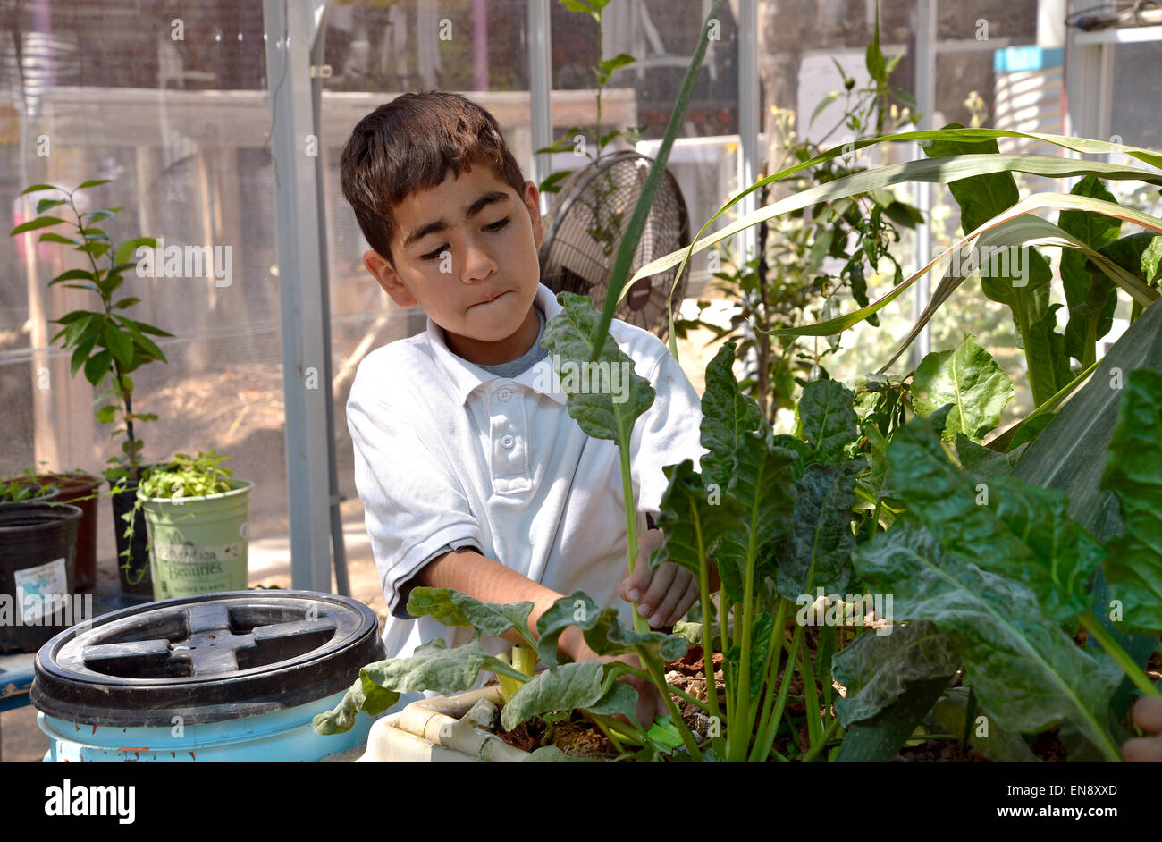 Tucson, Arizona, USA. 29 April, 2015: Michael Perez, 10, harvests greens from the greenhouse at Manzo Elementary School, Tucson, Arizona, USA.  The school was the first in TUSD to be certified for garden to cafeteria food consumption and first in the state of Arizona for rainwater harvesting and composting.  Garden projects in the district work with internationally known Biosphere2 and the University of Arizona. The garden was built in conjunction with the National Park Foundation's First Bloom program. Credit:  Norma Jean Gargasz/Alamy Live News Stock Photo