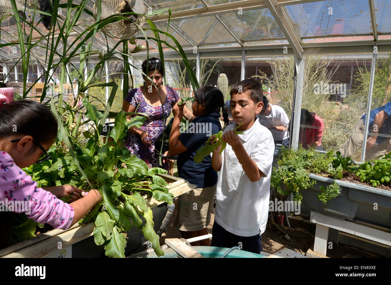 Tucson, Arizona, USA. 29 April, 2015: Jasmine Mendez, 10, (left), University of Arizona intern, Rebecca Renteria, Aracely Romero, 10, and Michael Perez, 10,  harvest greens from the greenhouse at Manzo Elementary School, Tucson, Arizona, USA.  The school was the first in TUSD to be certified for garden to cafeteria food consumption and first in the state of Arizona for rainwater harvesting and composting.  Garden projects in the district work with internationally known Biosphere2 and the University of Arizona. Credit:  Norma Jean Gargasz/Alamy Live News Stock Photo