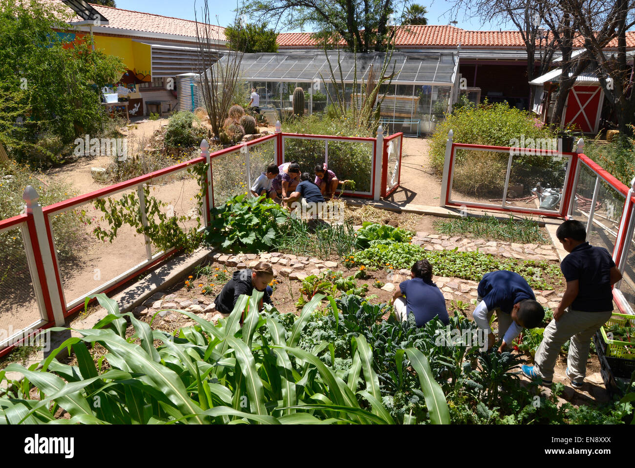 Tucson, Arizona, USA. 29 April, 2015: Students work in the school garden at Manzo Elementary School, Tucson, Arizona, USA.  The school was the first in TUSD to be certified for garden to cafeteria food consumption and first in the state of Arizona for rainwater harvesting and composting.  Garden projects in the district work with internationally known Biosphere2 and the University of Arizona. The garden was built in conjunction with the National Park Foundation's First Bloom program.  Named Best Green School 2012 by the U.S. Credit:  Norma Jean Gargasz/Alamy Live News Stock Photo