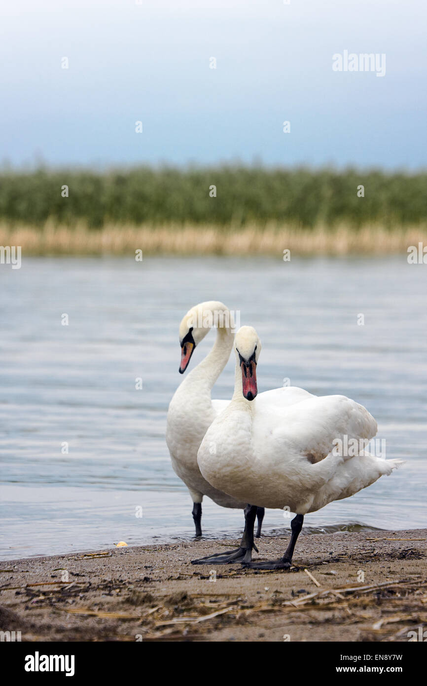 White Swans at the lake Stock Photo